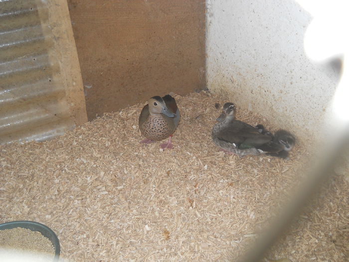 micul atlantic cu boboci - Boboci rata 2014