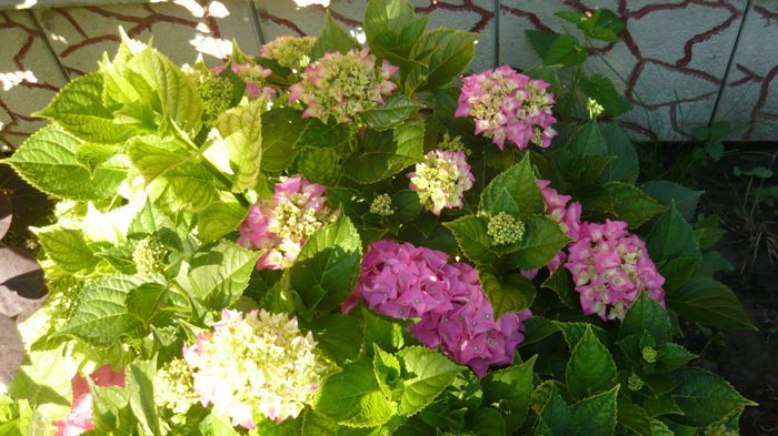 034 - hortensia