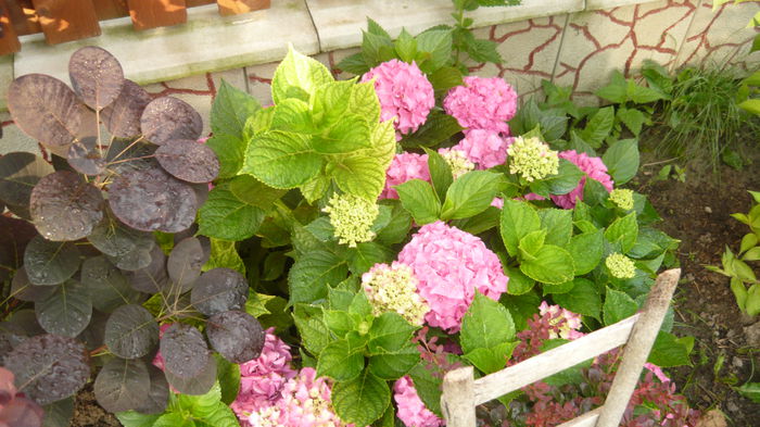 128 - hortensia