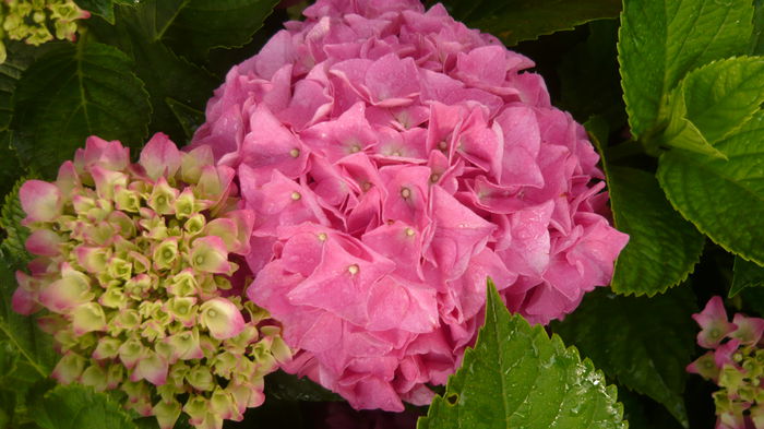 129 - hortensia