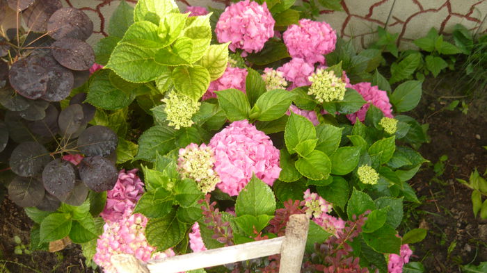 130 - hortensia