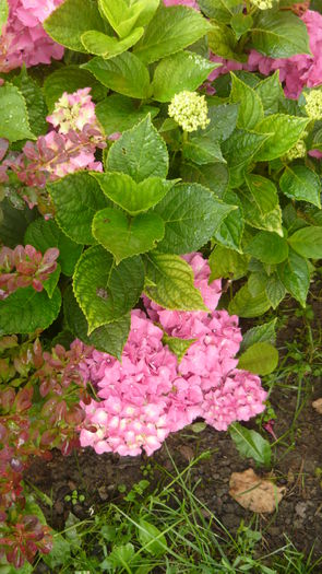 131 - hortensia