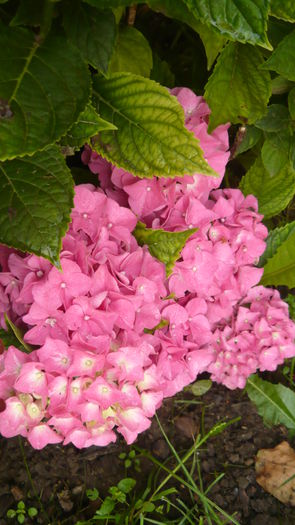 132 - hortensia