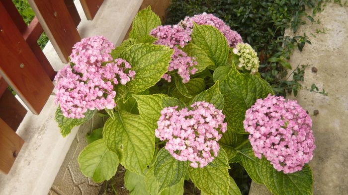 251 - hortensia