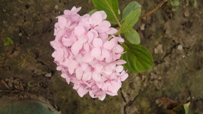 252 - hortensia