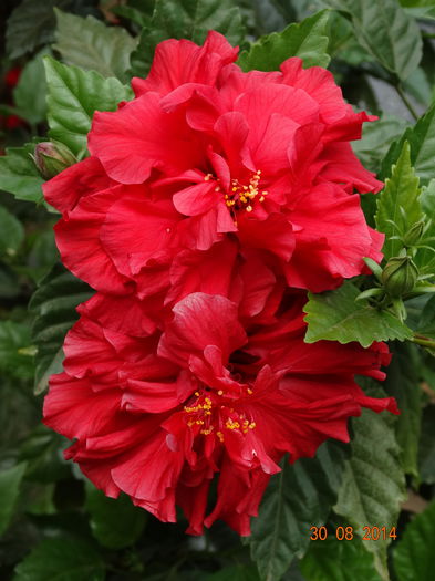 DSC07450 - Hibiscusi 2014