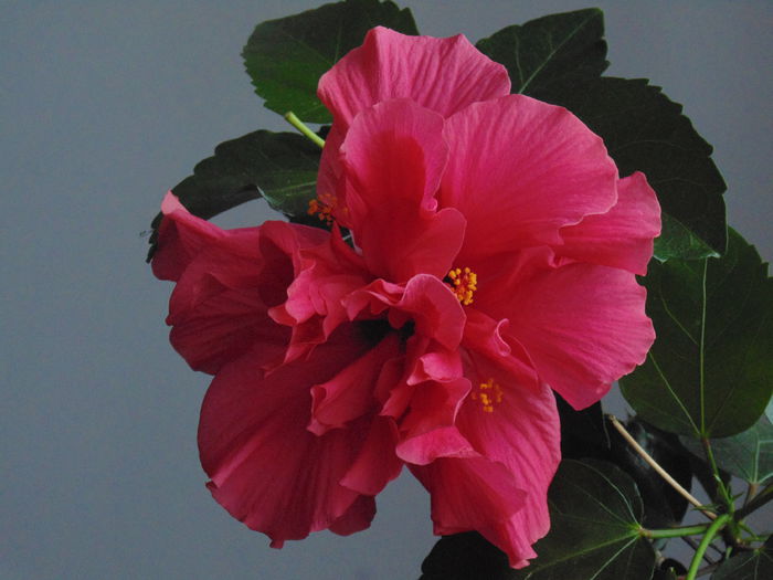 DSC00096 - Hibiscusi 2014