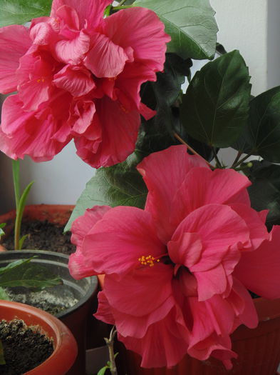 DSC00109 - Hibiscusi 2014