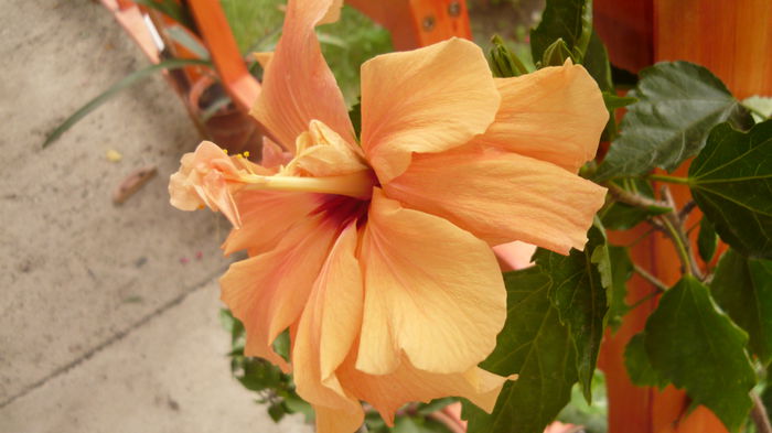 025 - 0 A hibiscus 2014