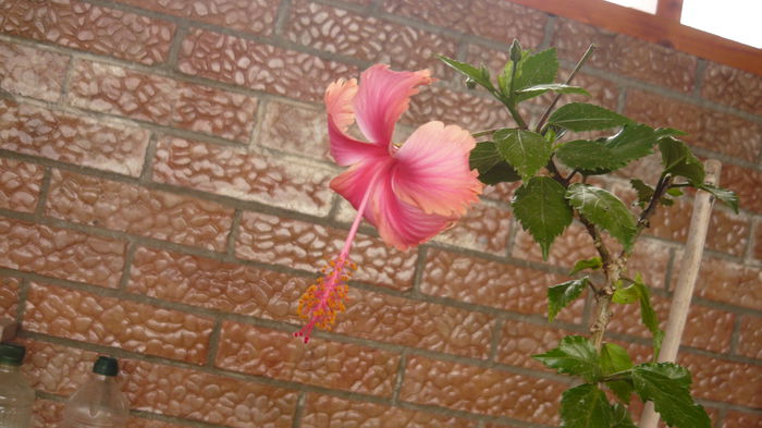 031 - 0 A hibiscus 2014