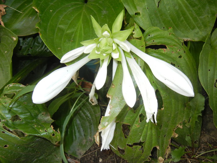 Hosta_Plantain Lily (2014, August 17) - LILY Plantain Lily Hosta