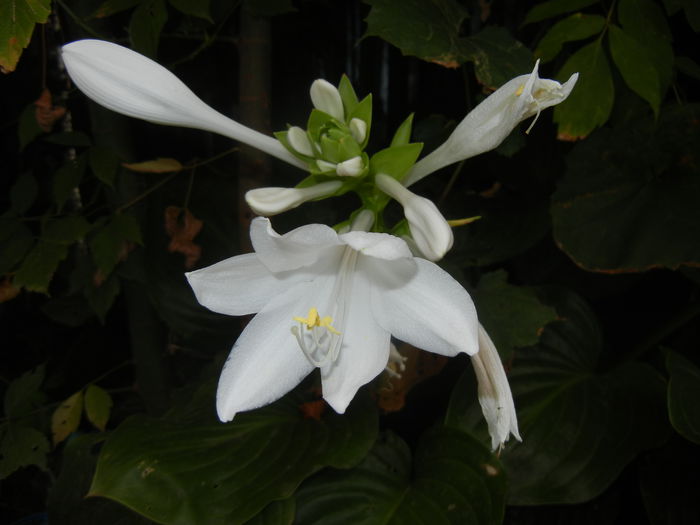 Hosta_Plantain Lily (2014, August 23)