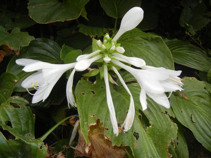 Hosta_Plantain Lily (2014, August 23) - LILY Plantain Lily Hosta