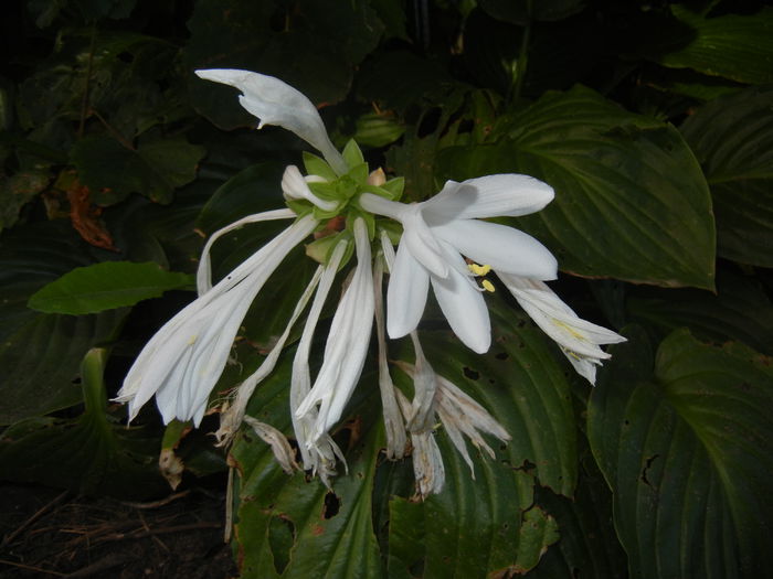Hosta_Plantain Lily (2014, August 31)