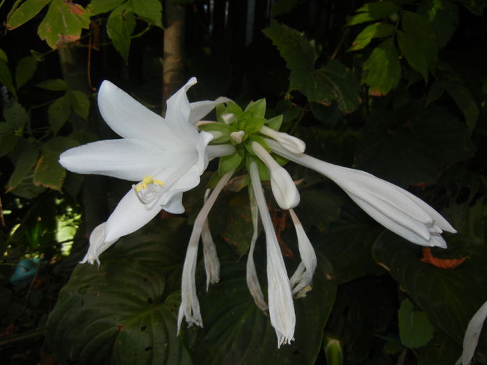 Hosta_Plantain Lily (2014, August 31) - LILY Plantain Lily Hosta