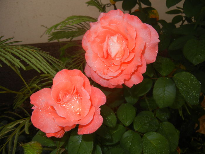 Bright Salmon Rose (2014, July 29) - Rose Salmon Bright