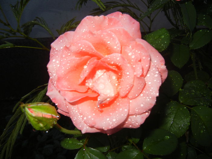 Bright Salmon Rose (2014, July 31) - Rose Salmon Bright