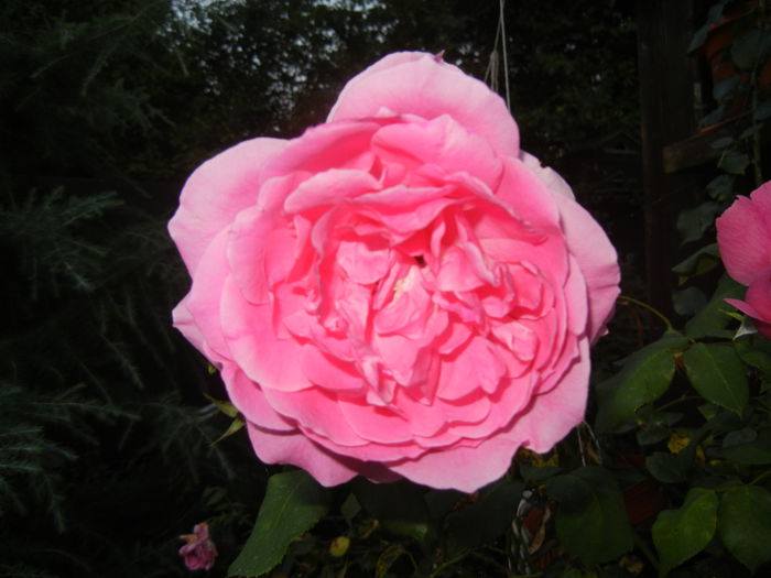Rose Louise Odier (2014, Aug.03)