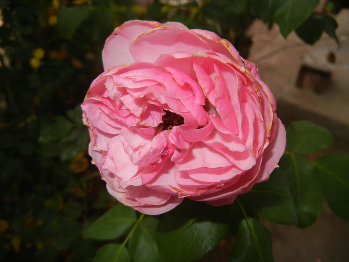 Rose Louise Odier (2014, Aug.17) - Rose Louise Odier