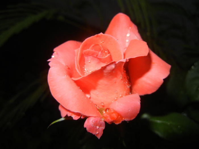 Bright Salmon Rose (2014, Aug.03)