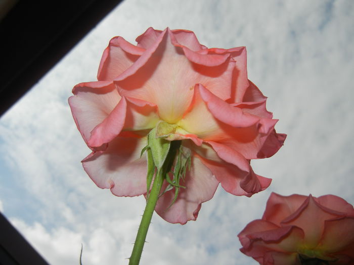 Bright Salmon Rose (2014, Aug.17)