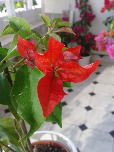 Fotografie-0023 - BOUGAINVILLEA un nou inceput - continuarea pasiunii - 2014-2015-2017