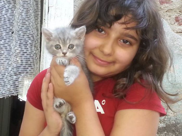 British Shorthair; Daria si pui de Kity
