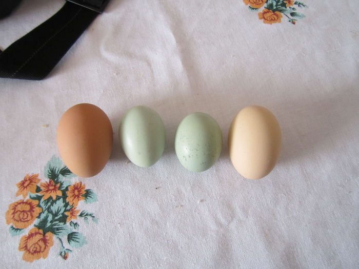 stanga ou de Plymouth, iar in dreapta de Wiandotte argintiu - Gaini care fac oua verzi