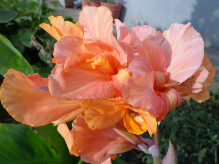 136 - Canna