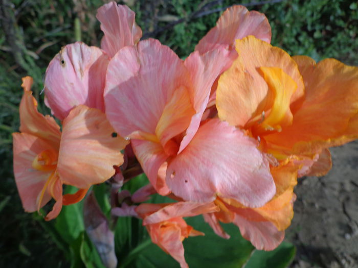 135 - Canna