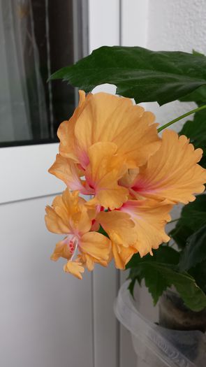El Capitolio Orange - Hibiscusi