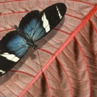 wallpaper_fluture-pe-frunza-150x150 - poze fluturi faini