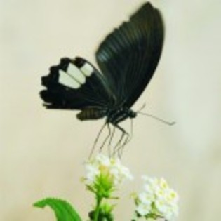 wallpaper_insecte_1-231-150x150 - poze fluturi faini
