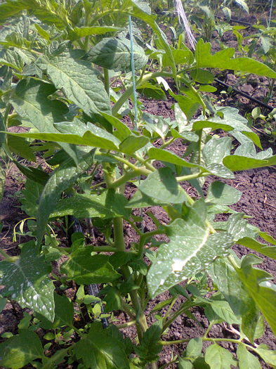 Fotografie0876 - J-solar legume 2014