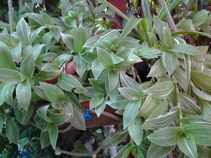 20140904_161854 - plante verzi decorative frunza