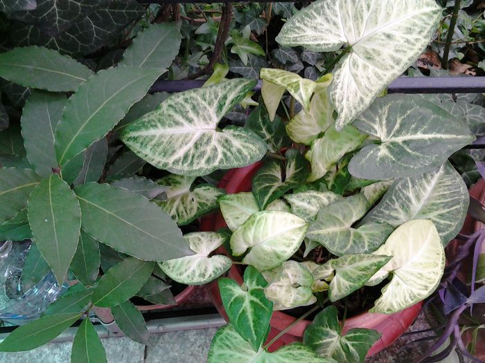 20140904_161845 - plante verzi decorative frunza