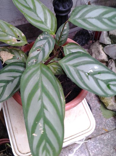 20140904_161643 - plante verzi decorative frunza