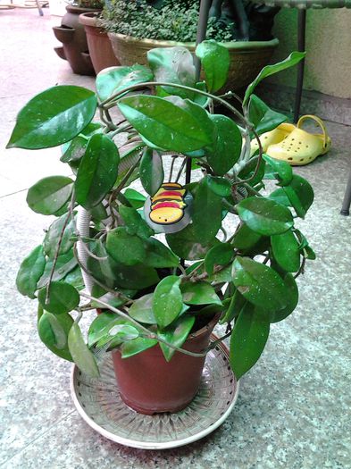 hoya -multumesC ENIKO - plante verzi decorative frunza