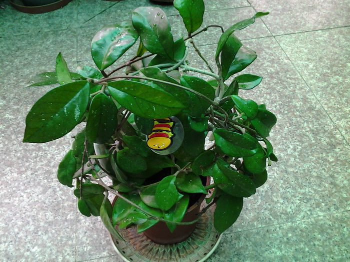 20140904_161227 - plante verzi decorative frunza