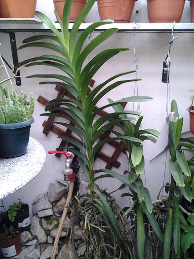 VANDA NR 3-NOU SOSITA