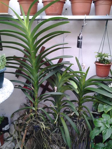 TOATE 3 VANDELE MELE