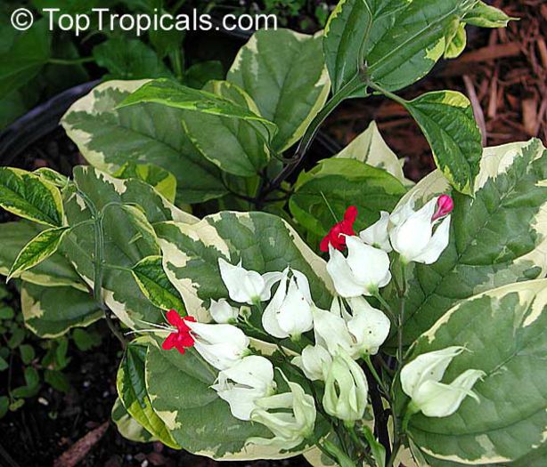 variegat - CLERODENDRUM THOMSONIAE BLEEDING HEART POZE DE PE NET