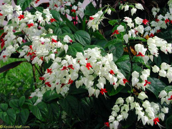 clerodendrum thomsoniae