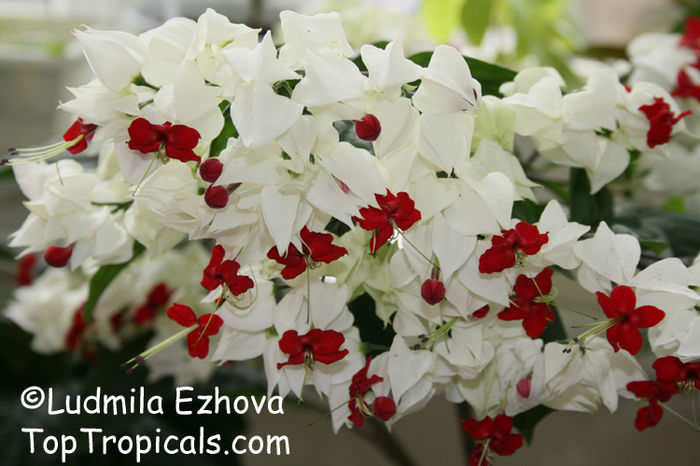 clerodendrum thomsoniae