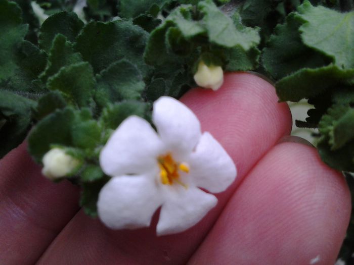 bacopa floare - septembrie 2014