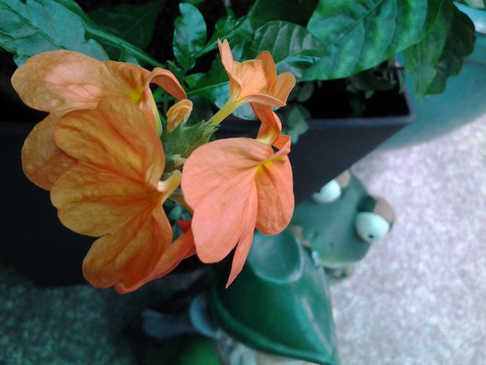 crossandra - septembrie 2014