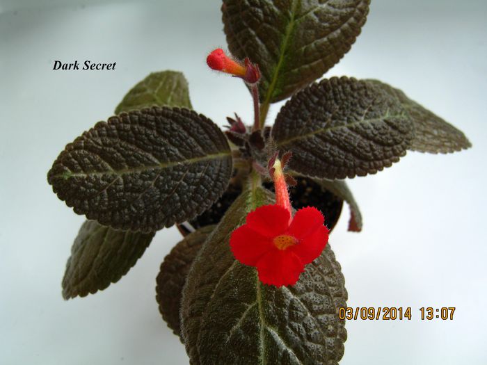 Dark Secret - Episcia_D