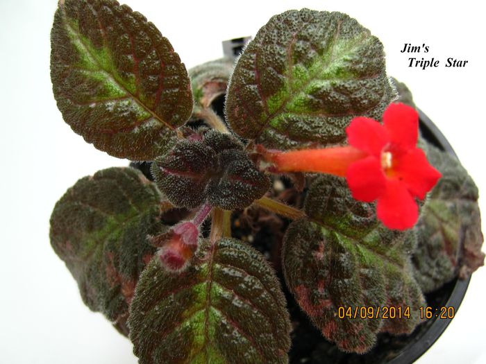 Jims Triple Star - Episcia_J