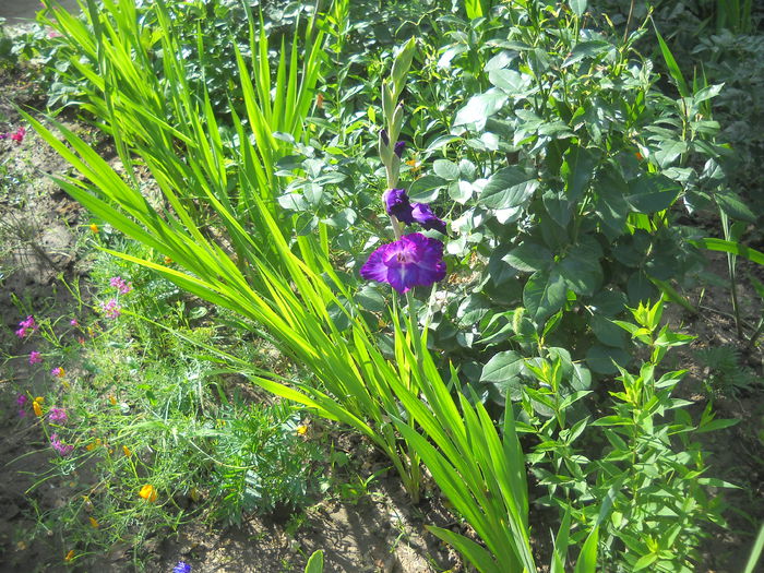 DSCN0345 - crini dalii si gladiole