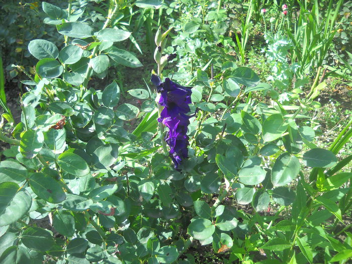 DSCN0346 - crini dalii si gladiole